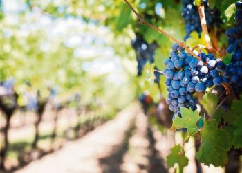 Viticultores esperan que Inavi apruebe a la brevedad pago a consultora por proyecto de planta de mosto