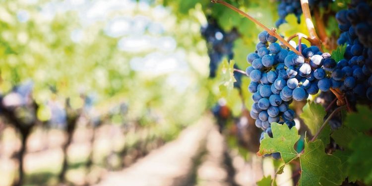 Viticultores esperan que Inavi apruebe a la brevedad pago a consultora por proyecto de planta de mosto