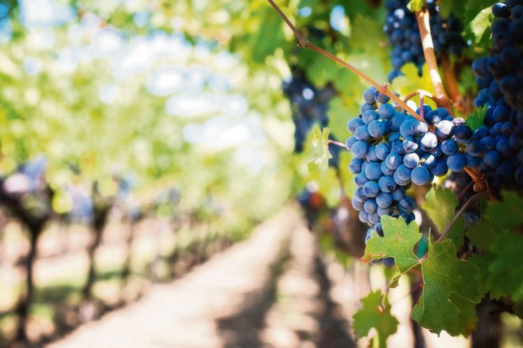 Viticultores esperan que Inavi apruebe a la brevedad pago a consultora por proyecto de planta de mosto