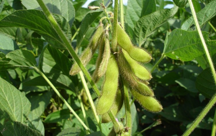 Morixe: “El productor es el eslabón que más sufre la baja de los precios agrícolas”