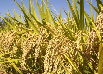 ACA inaugura la cosecha de arroz 2024 en el establecimiento de Ernesto Aguirre