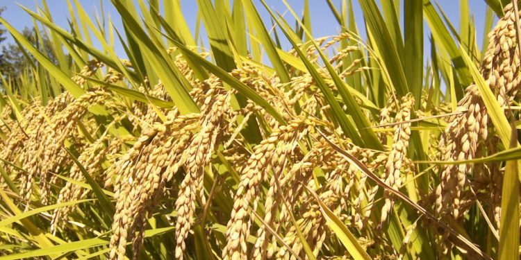 ACA inaugura la cosecha de arroz 2024 en el establecimiento de Ernesto Aguirre