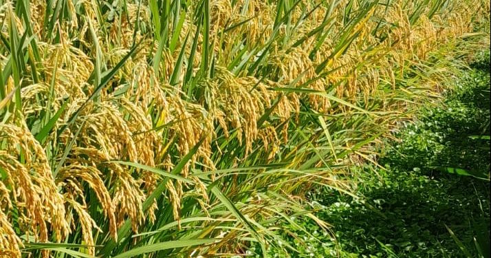 Federico Gómez, de Saudu: En el este, “el balance de las lluvias es que cierra bien por todos lados”