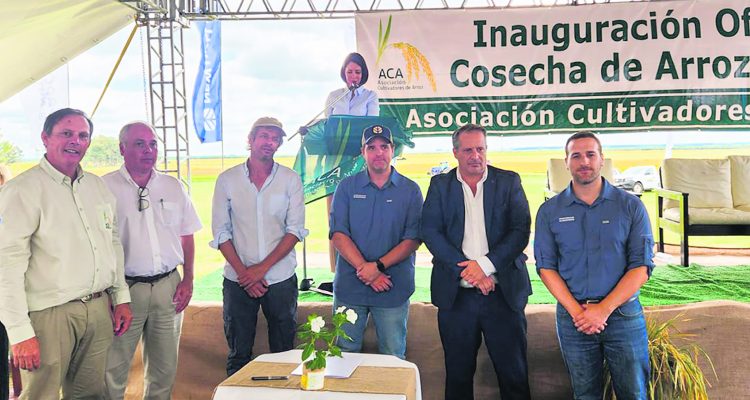 Arroz: una nueva cosecha en marcha