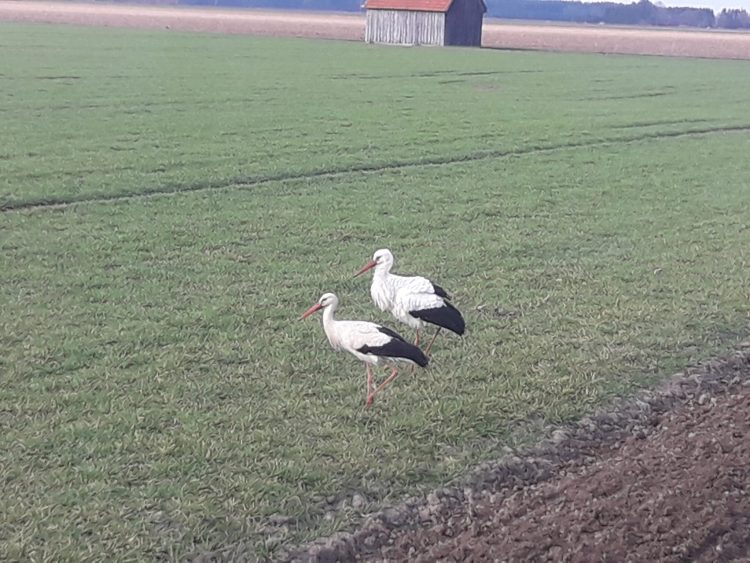 Sector agrícola alemán: Las decisiones “se toman cada vez más por motivos ideológicos y no se basan en principios técnicos”