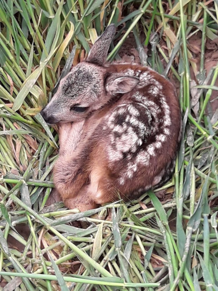 Sector agrícola alemán: Las decisiones “se toman cada vez más por motivos ideológicos y no se basan en principios técnicos”