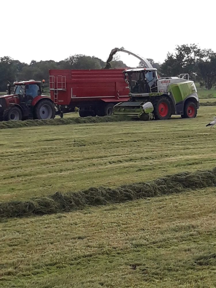 Sector agrícola alemán: Las decisiones “se toman cada vez más por motivos ideológicos y no se basan en principios técnicos”