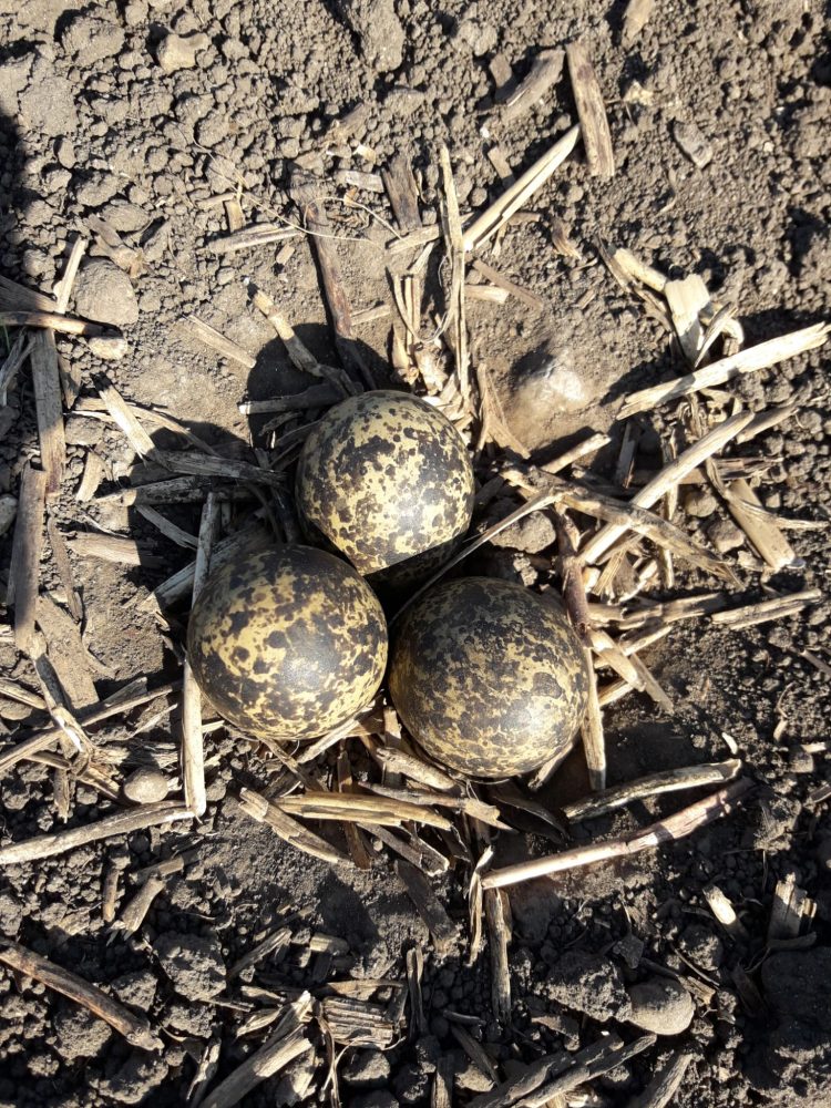 Sector agrícola alemán: Las decisiones “se toman cada vez más por motivos ideológicos y no se basan en principios técnicos”