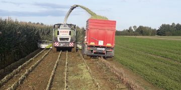 Sector agrícola alemán: Las decisiones “se toman cada vez más por motivos ideológicos y no se basan en principios técnicos”