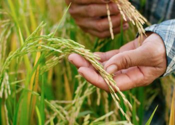 Los 90 años de un ícono del sector arrocero