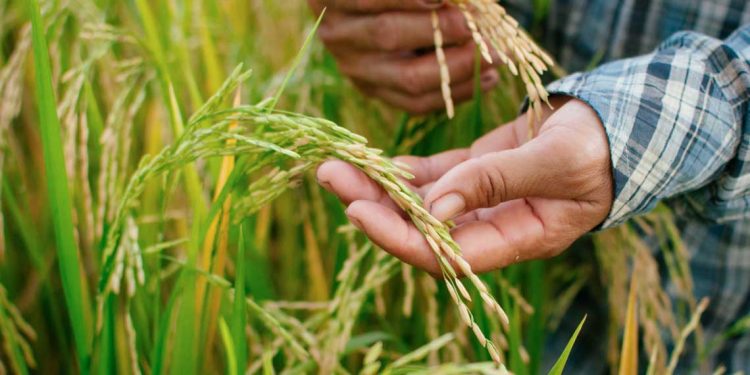 Los 90 años de un ícono del sector arrocero