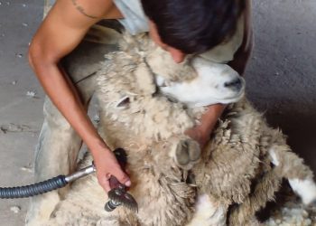 El deterioro de la ovinocultura y un oficio que lucha por no desaparecer