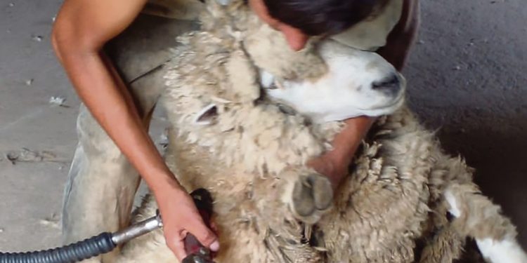 El deterioro de la ovinocultura y un oficio que lucha por no desaparecer