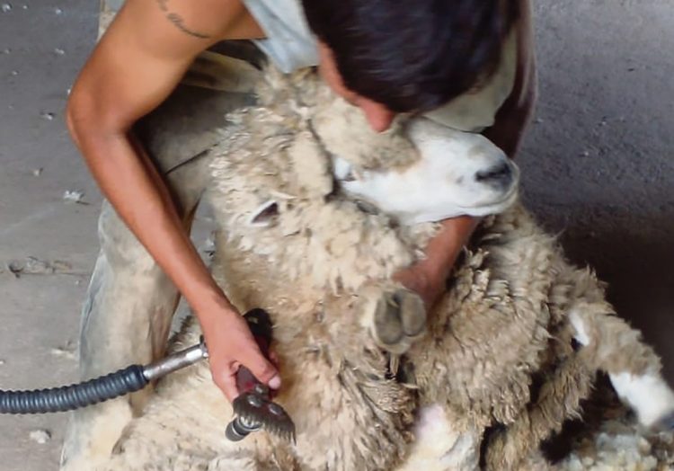 El deterioro de la ovinocultura y un oficio que lucha por no desaparecer