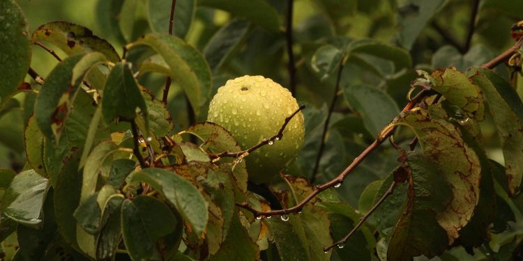 Productos de granja: de la sequía y el calor al exceso de precipitaciones