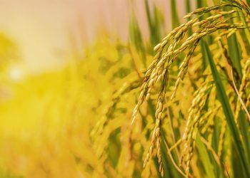 Saman busca certificar el tipo de producción de arroz en nuestro país