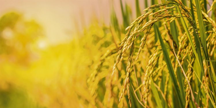 Saman busca certificar el tipo de producción de arroz en nuestro país