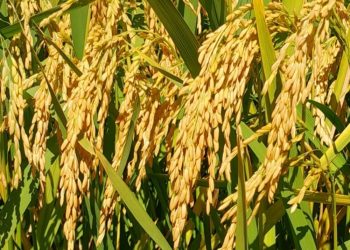 Cosecha de arroz avanzó un 16%en todo el país