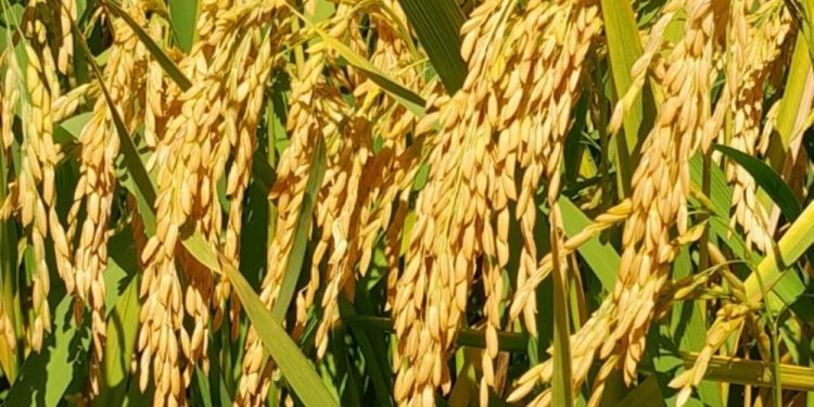 Cosecha de arroz avanzó un 16%en todo el país
