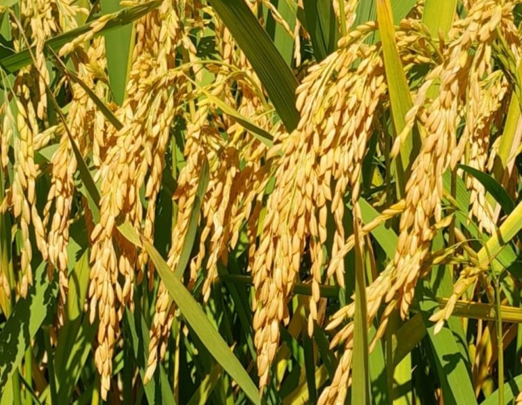 Cosecha de arroz avanzó un 16%en todo el país