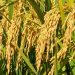 Cosecha de arroz avanzó un 16%en todo el país