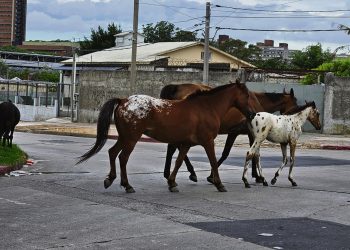 Caballos sueltos: una realidad cotidiana desde Malvín Norte hasta La Cruz de Carrasco