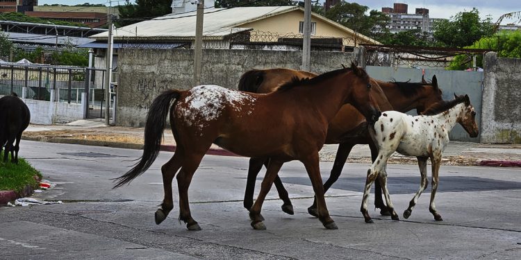 Caballos sueltos: una realidad cotidiana desde Malvín Norte hasta La Cruz de Carrasco