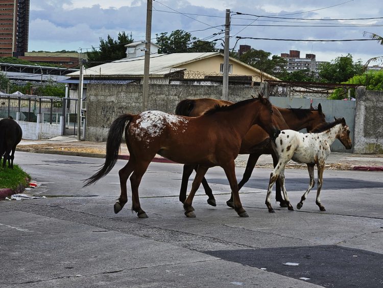 Caballos sueltos: una realidad cotidiana desde Malvín Norte hasta La Cruz de Carrasco