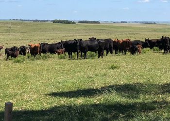 En el primer semestre de 2023 los arrendamientos de tierra agropecuaria cayeron 7%