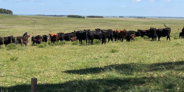 En el primer semestre de 2023 los arrendamientos de tierra agropecuaria cayeron 7%