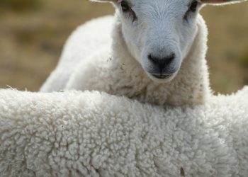 Consultora india asegura que el mercado mundial de la lana crecerá en los próximos 5 años