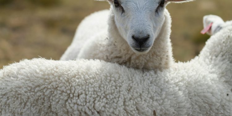 Consultora india asegura que el mercado mundial de la lana crecerá en los próximos 5 años