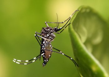 Actualmente en Uruguay hay 285 casos de dengue