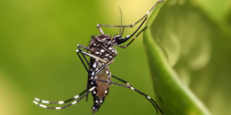 Actualmente en Uruguay hay 285 casos de dengue