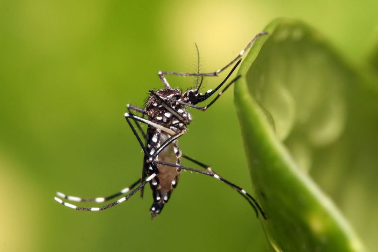 Actualmente en Uruguay hay 285 casos de dengue