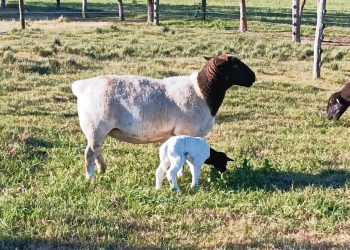 La mejor medida de apoyo al productor ovino es fomentar el consumo interno