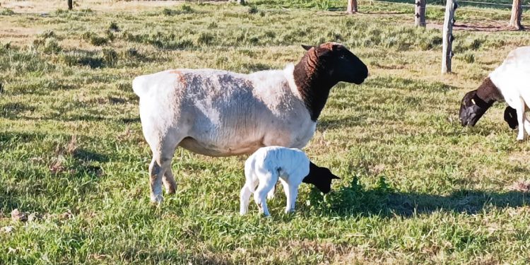 La mejor medida de apoyo al productor ovino es fomentar el consumo interno
