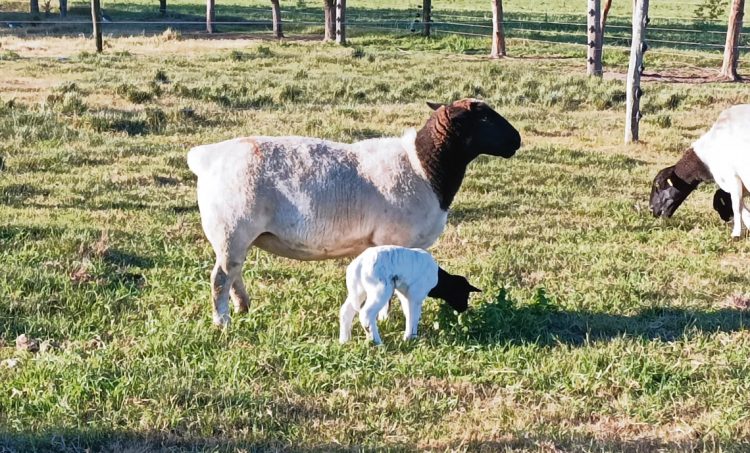 La mejor medida de apoyo al productor ovino es fomentar el consumo interno