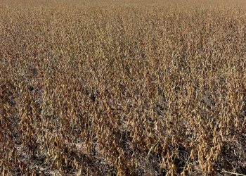 Abundantes precipitaciones y humedad, los desafíos de los cultivos y la ganadería