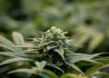 Sobre dichos de Diego Olivera acerca del cannabis