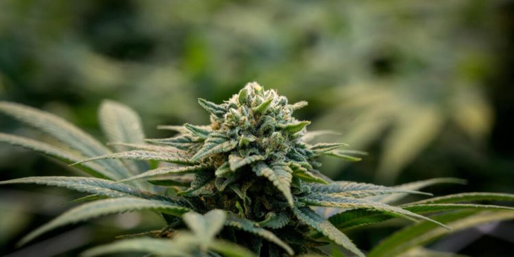 Sobre dichos de Diego Olivera acerca del cannabis