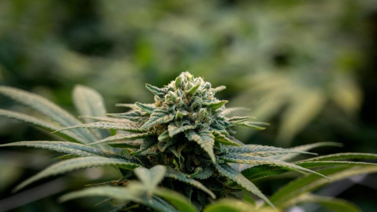 Sobre dichos de Diego Olivera acerca del cannabis