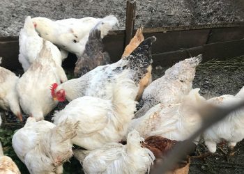 Crece la faena y venta de pollos nacionales