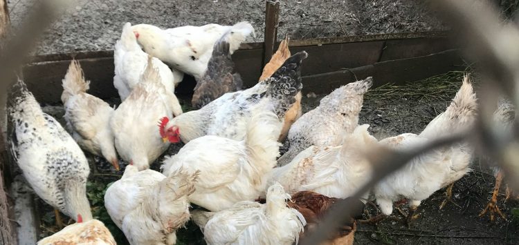 Crece la faena y venta de pollos nacionales