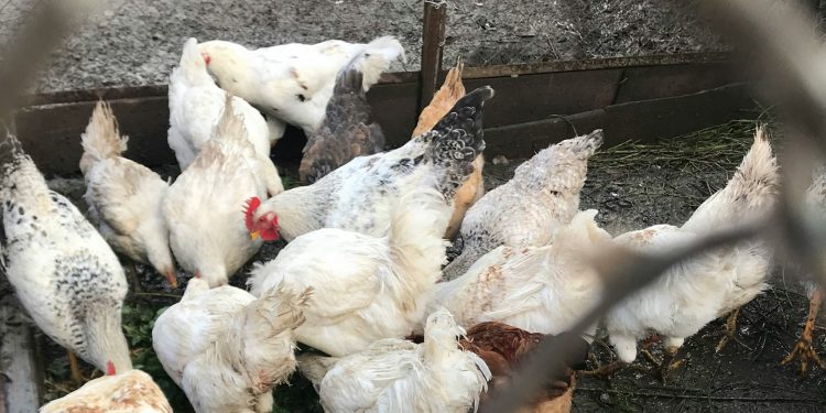 Crece la faena y venta de pollos nacionales