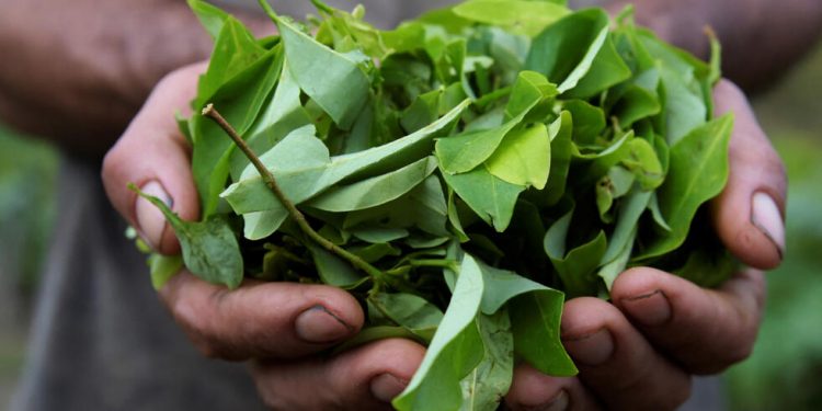 Aumenta la superficie de cultivo de coca llegando a récords históricos