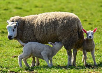Esta semana la lana volvió a bajar en el mercado internacional