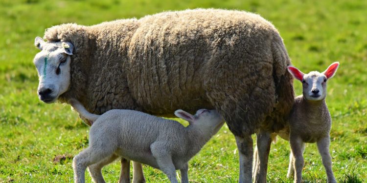 Esta semana la lana volvió a bajar en el mercado internacional