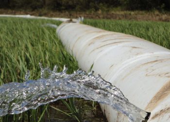 En la búsqueda de regar con menos agua para producir más soja y arroz