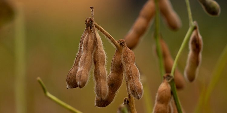 Hay nerviosismo por los atrasos en las cosechas que retrasan las siembras de invierno